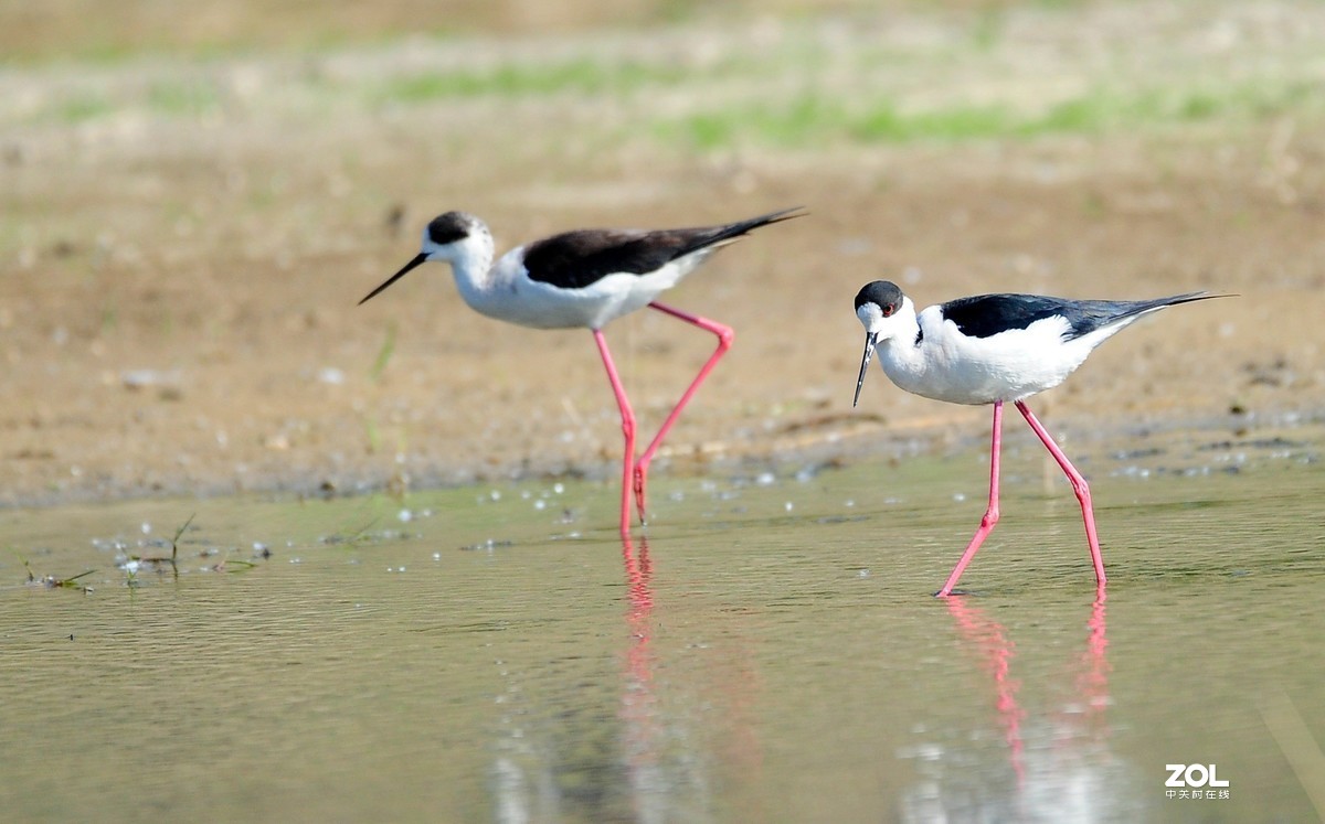 水鸟黑翅长脚鹬
