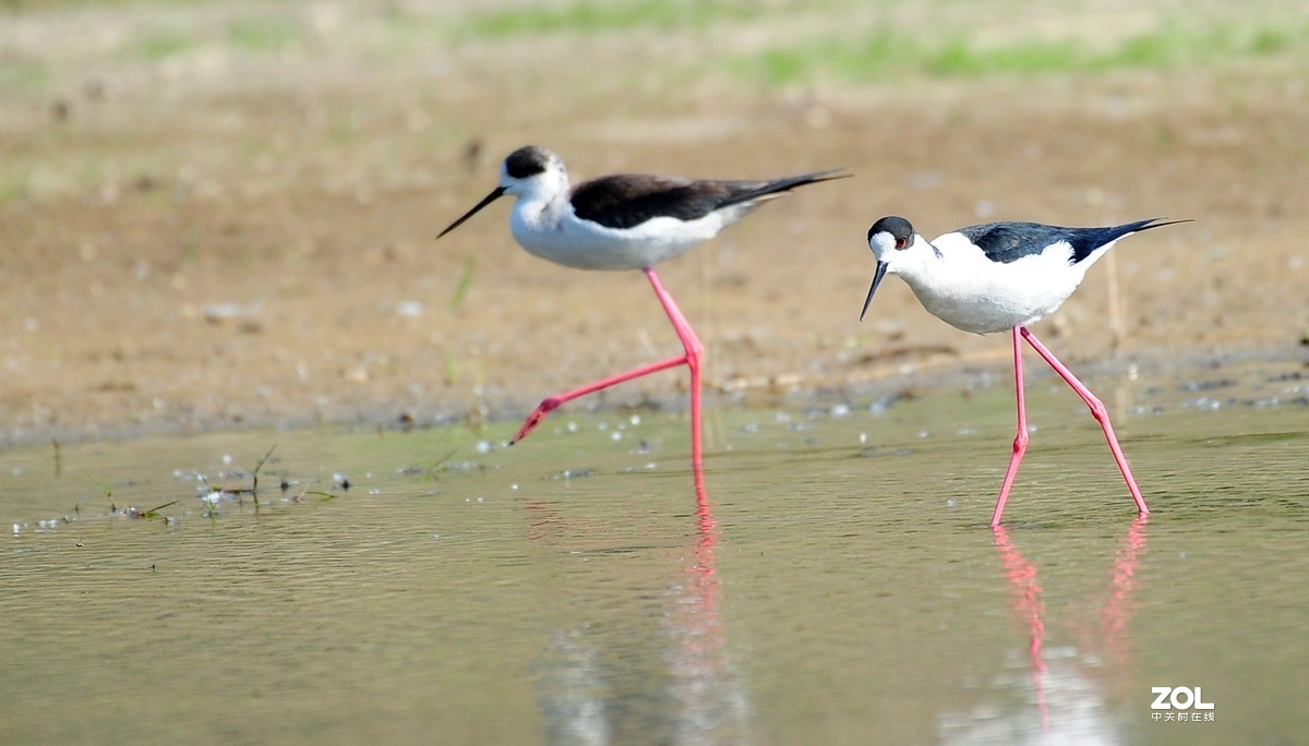 水鸟黑翅长脚鹬