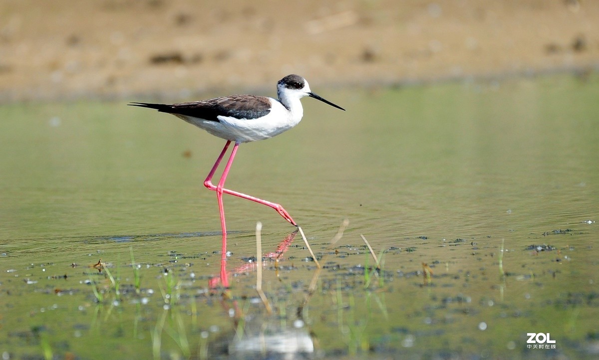 水鸟黑翅长脚鹬