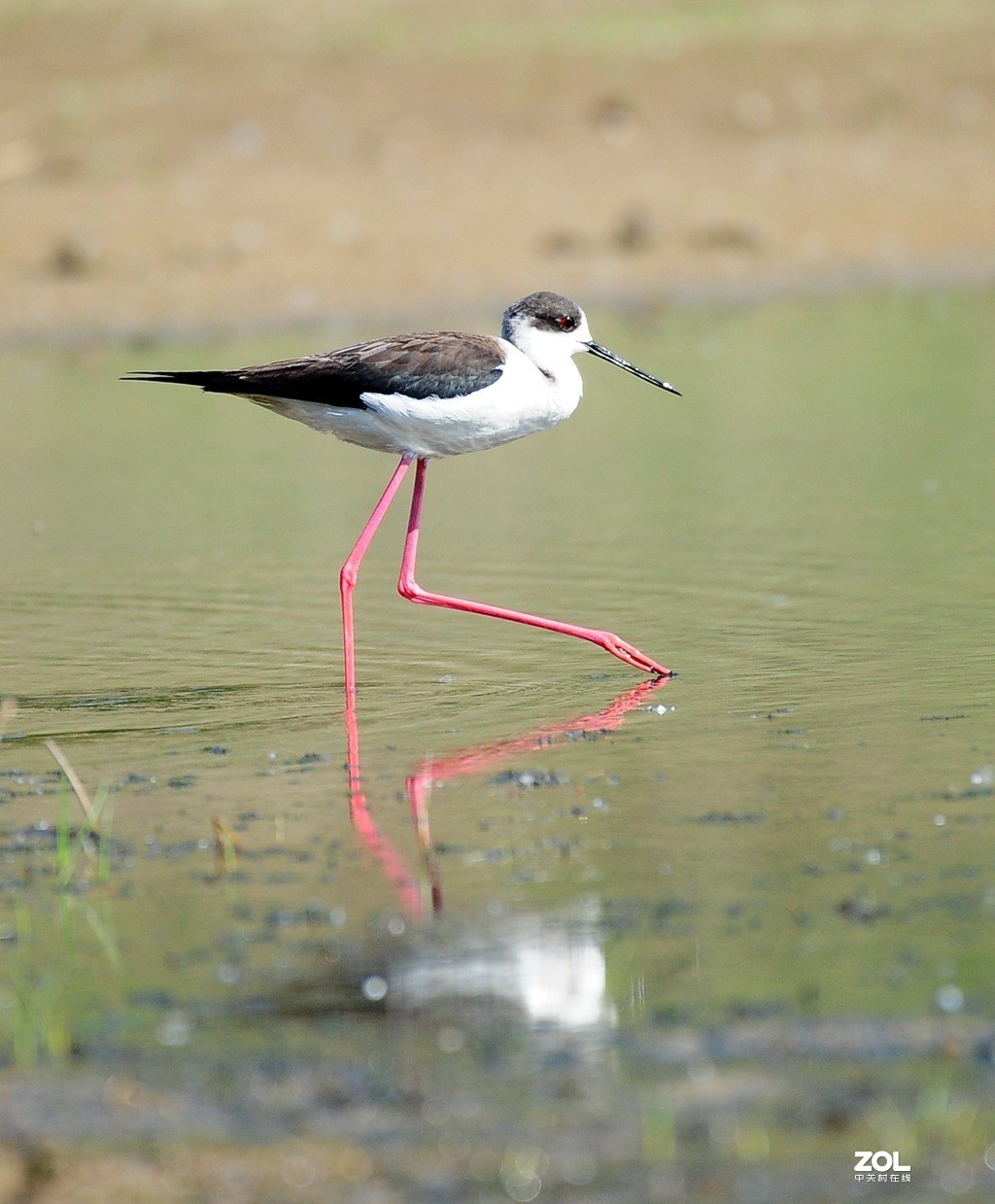 水鸟黑翅长脚鹬