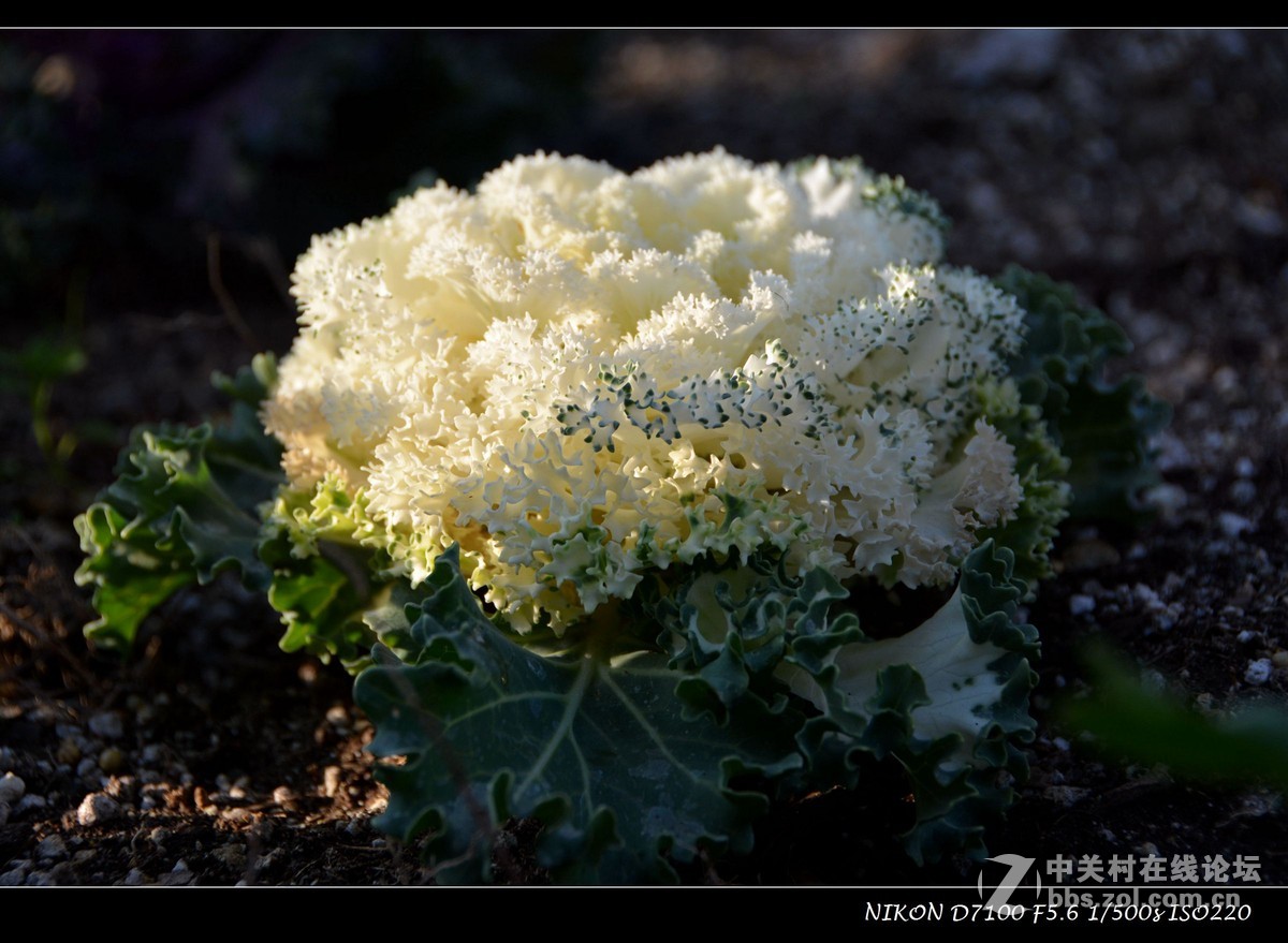 #尼康花卉作品赏析# 艳丽的花