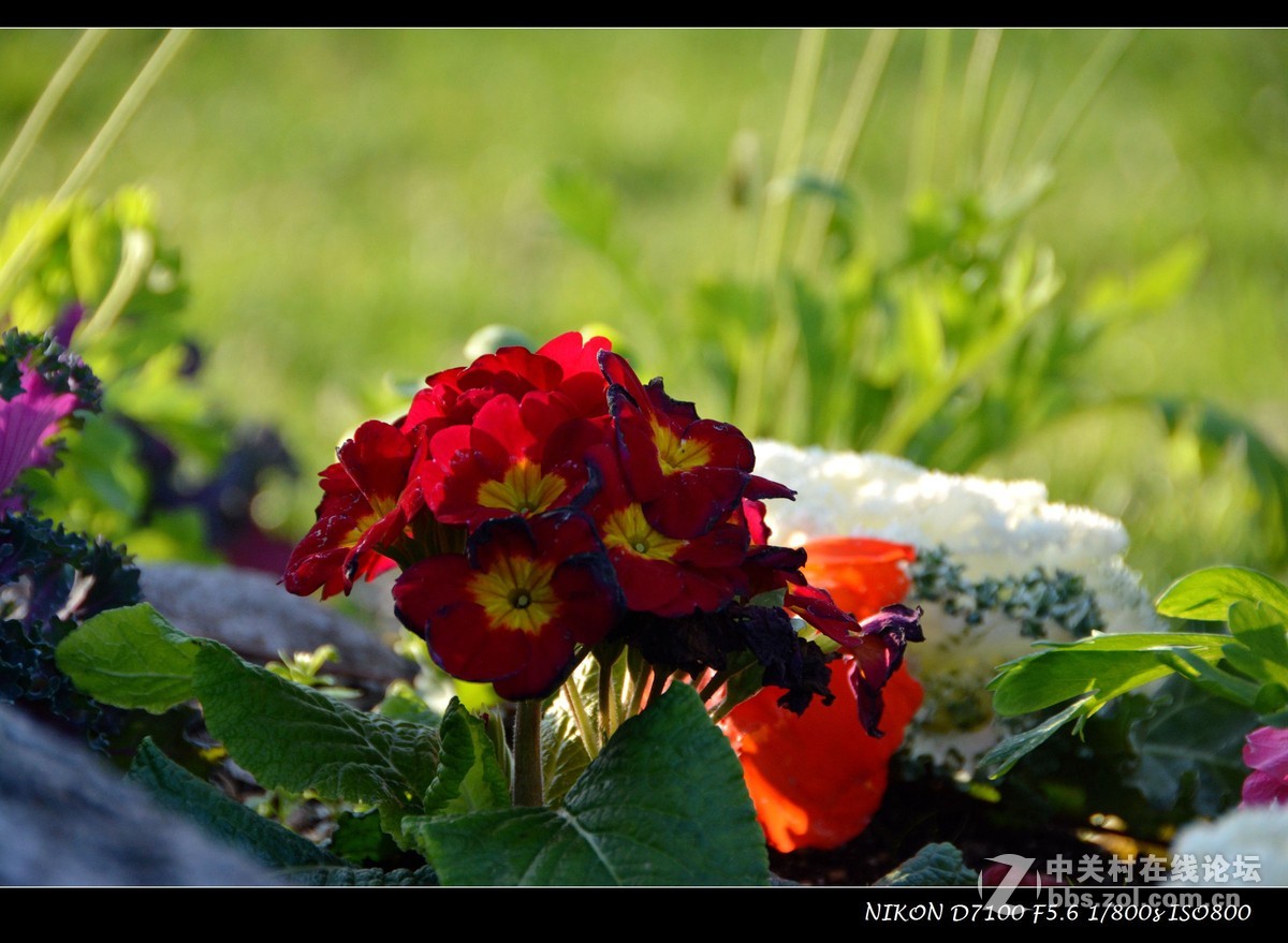 #尼康花卉作品赏析# 艳丽的花