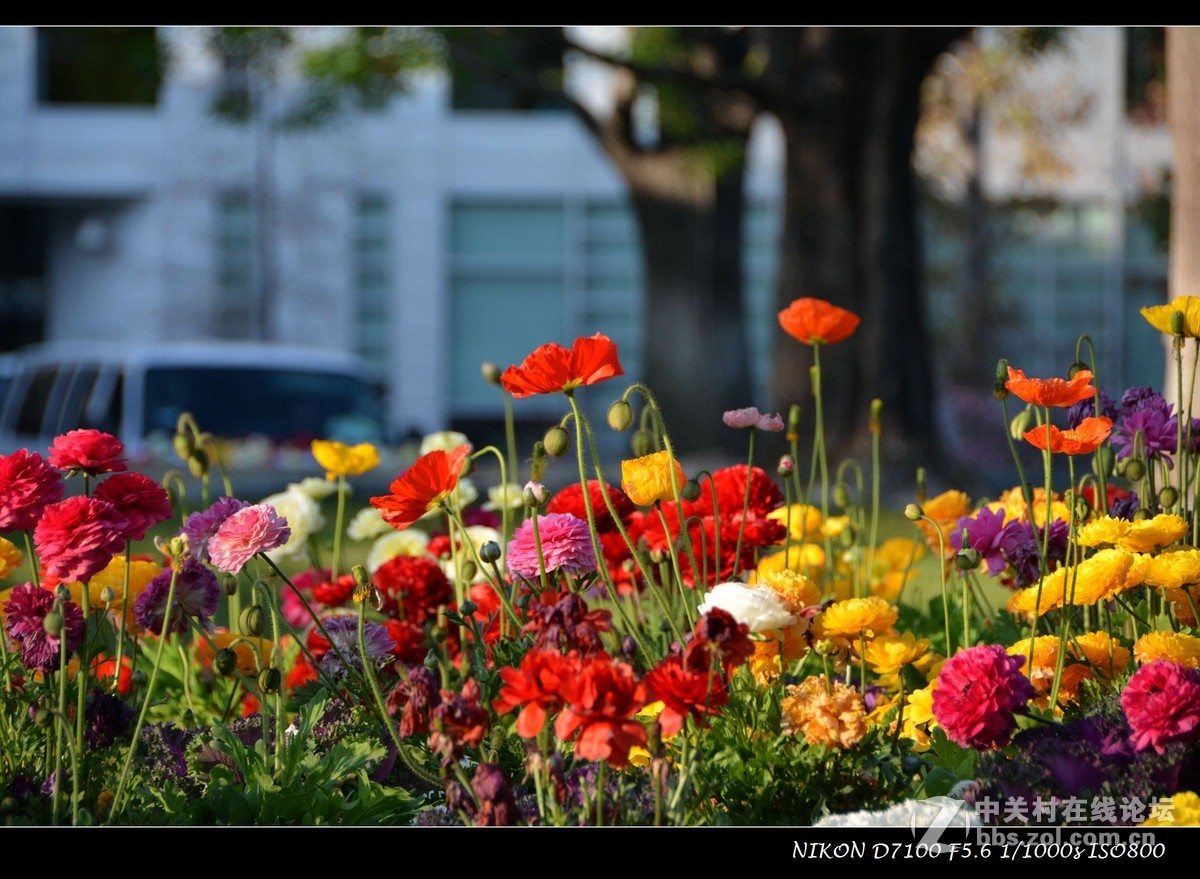 #尼康花卉作品赏析# 艳丽的花