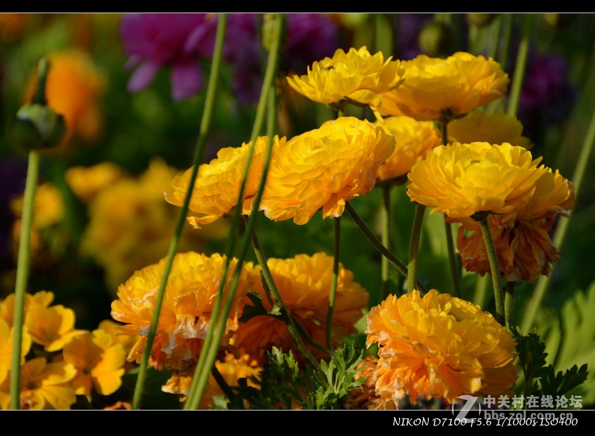 #尼康花卉作品赏析# 艳丽的花