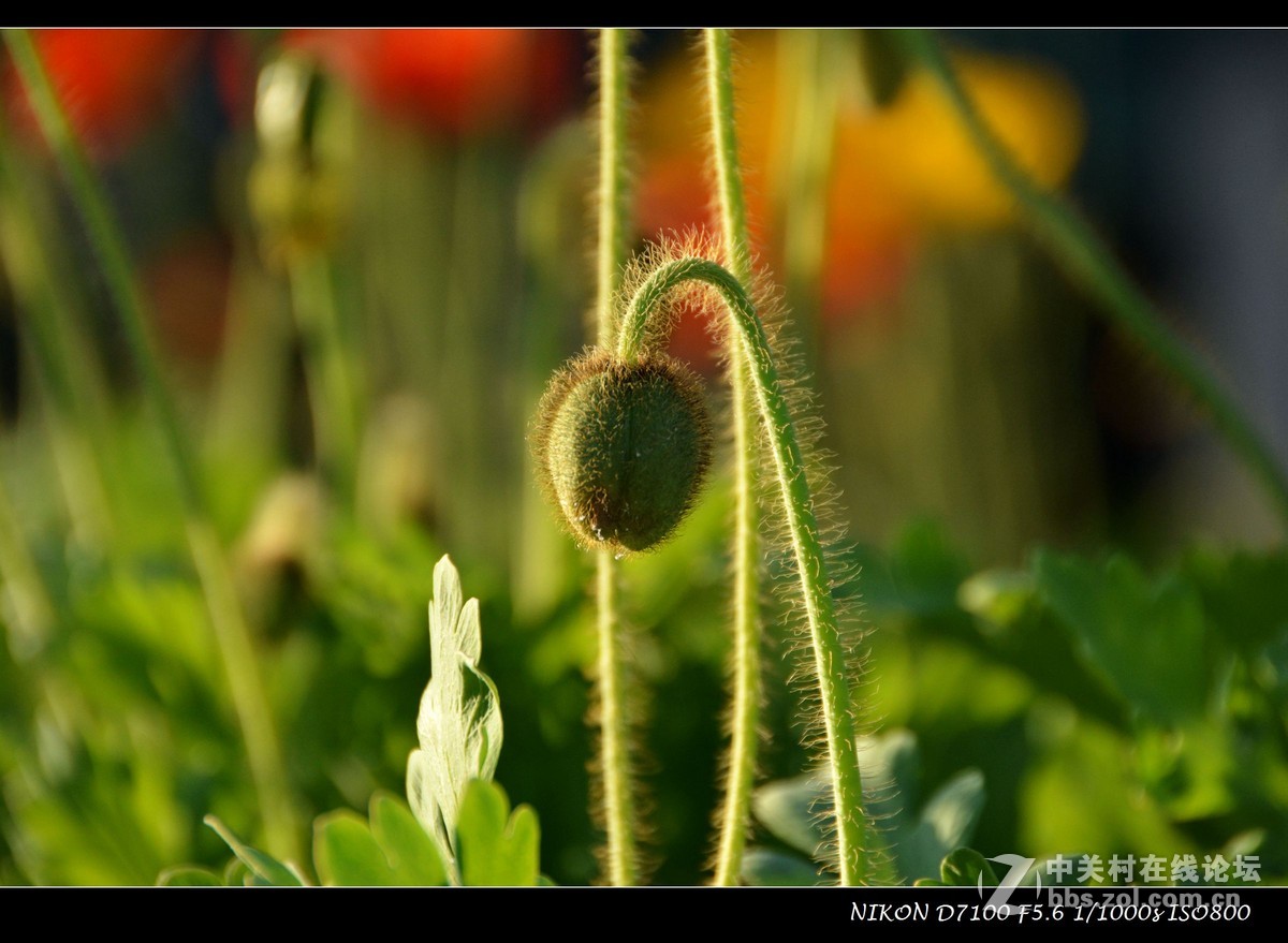 #尼康花卉作品赏析# 艳丽的花