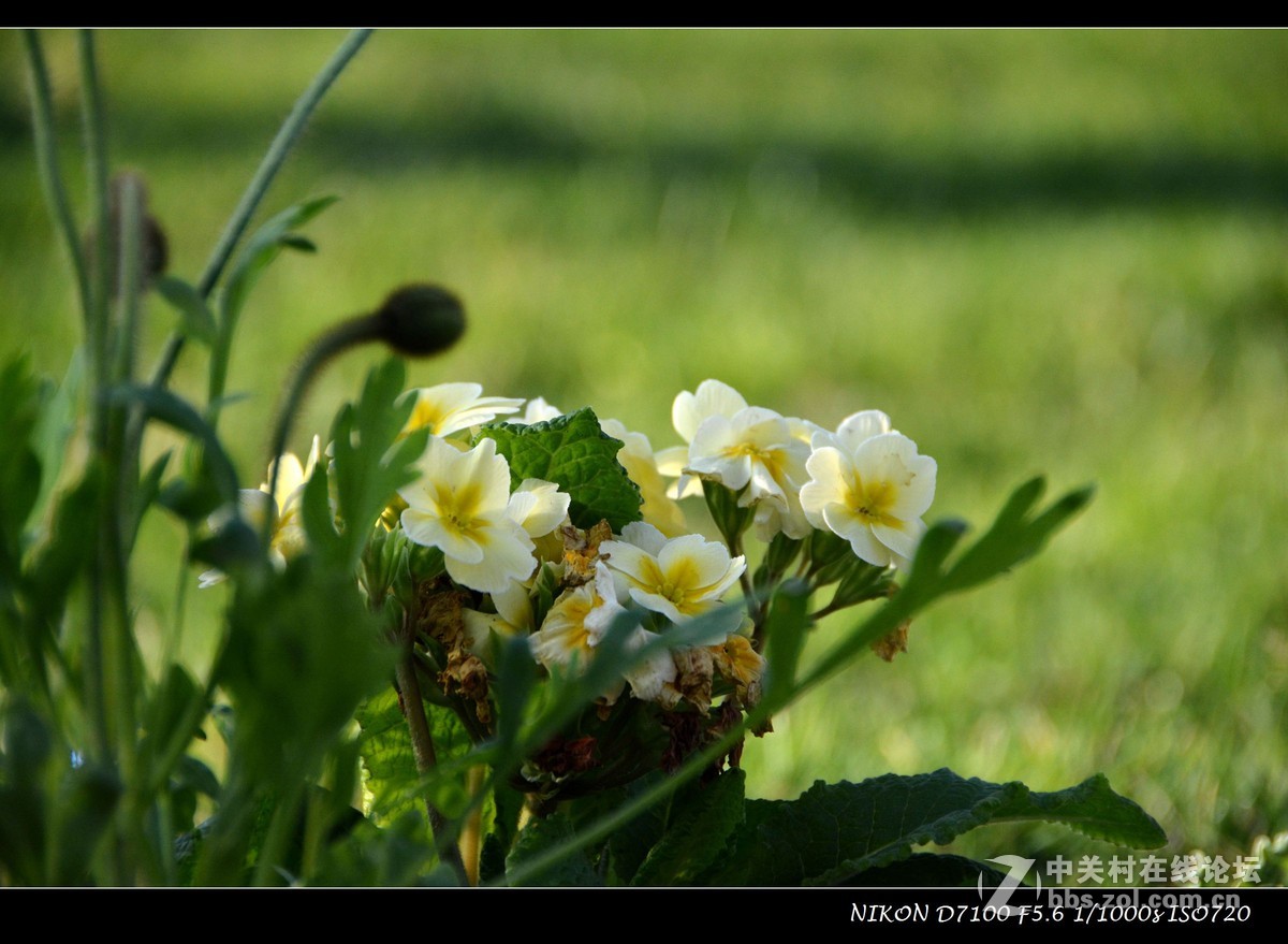 #尼康花卉作品赏析# 艳丽的花