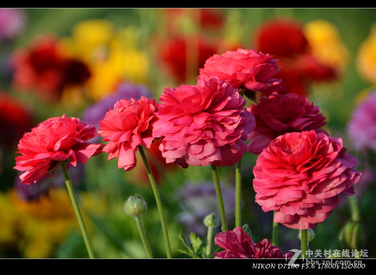 #尼康花卉作品赏析# 艳丽的花