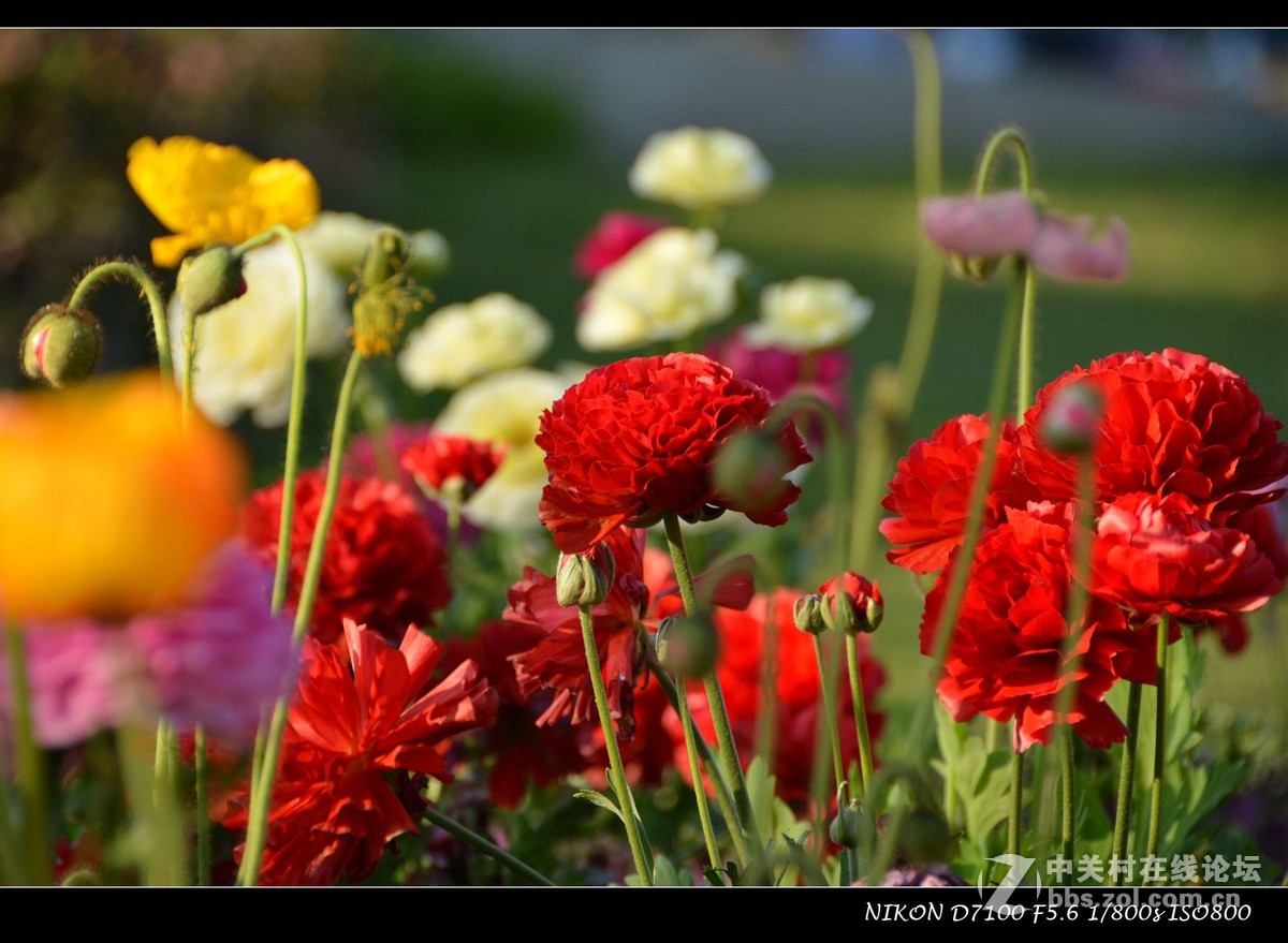 #尼康花卉作品赏析# 艳丽的花