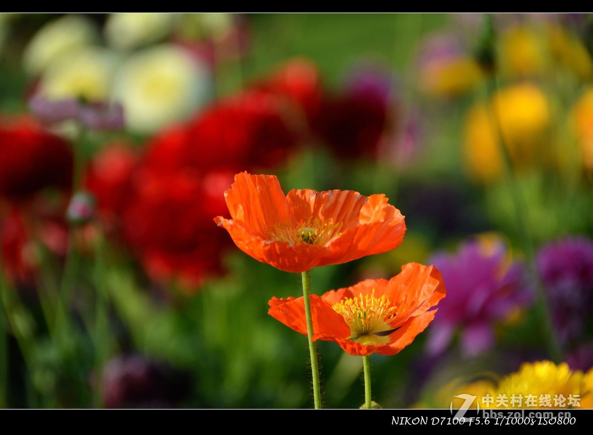 #尼康花卉作品赏析# 艳丽的花