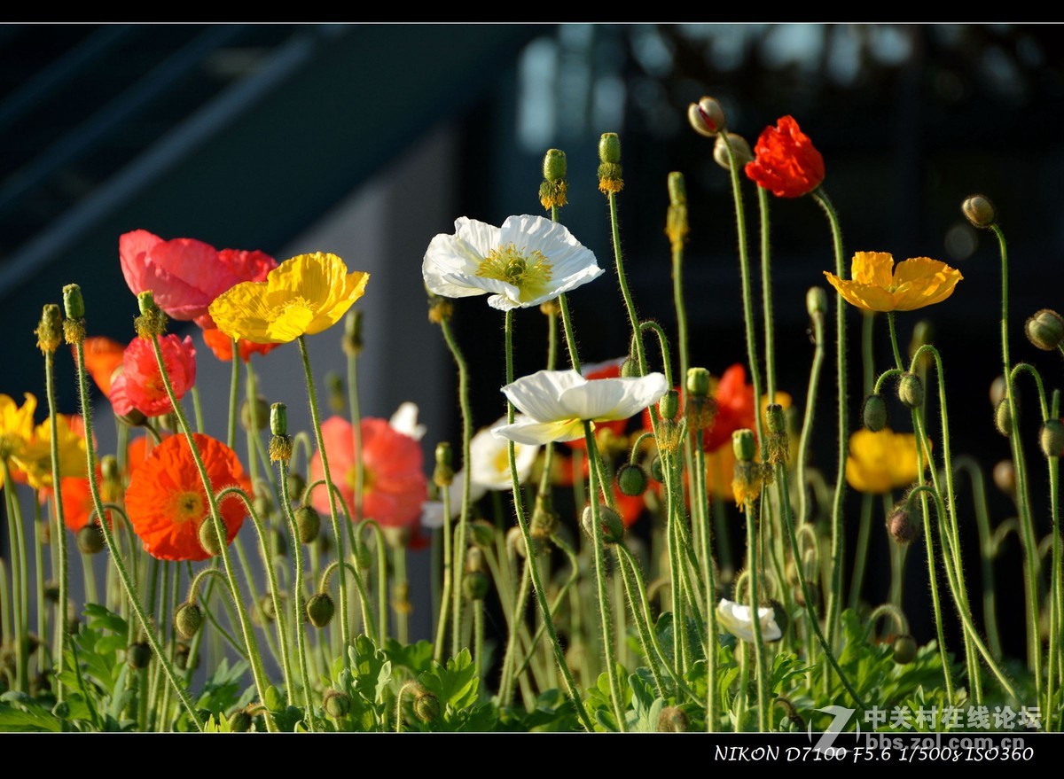 #尼康花卉作品赏析# 艳丽的花