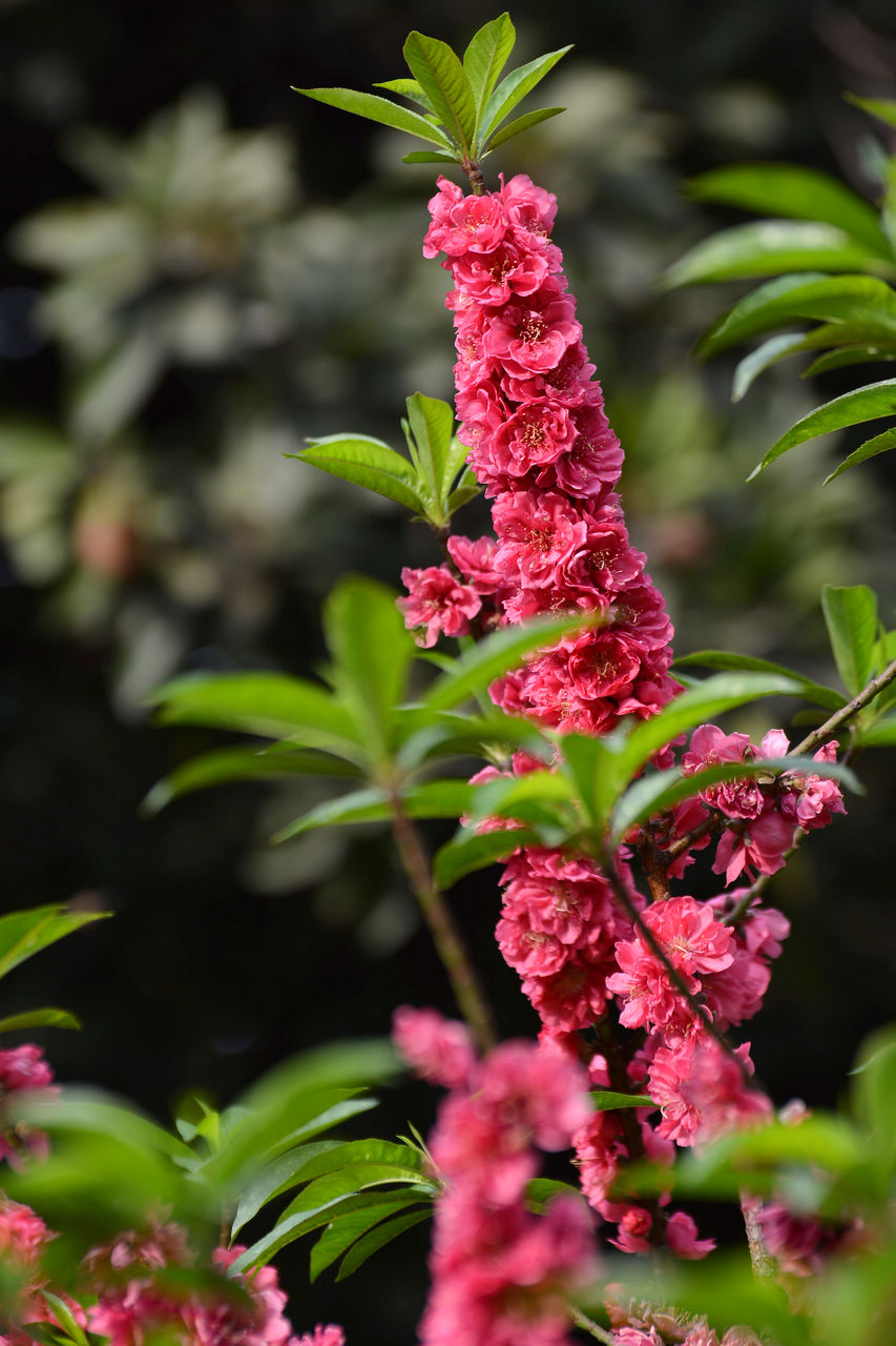 大展鸿图桃花报春2