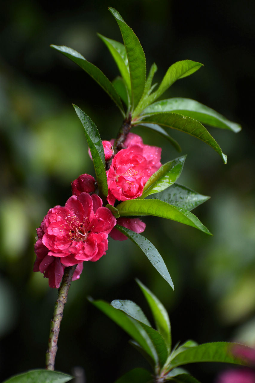 大展鸿图桃花报春2