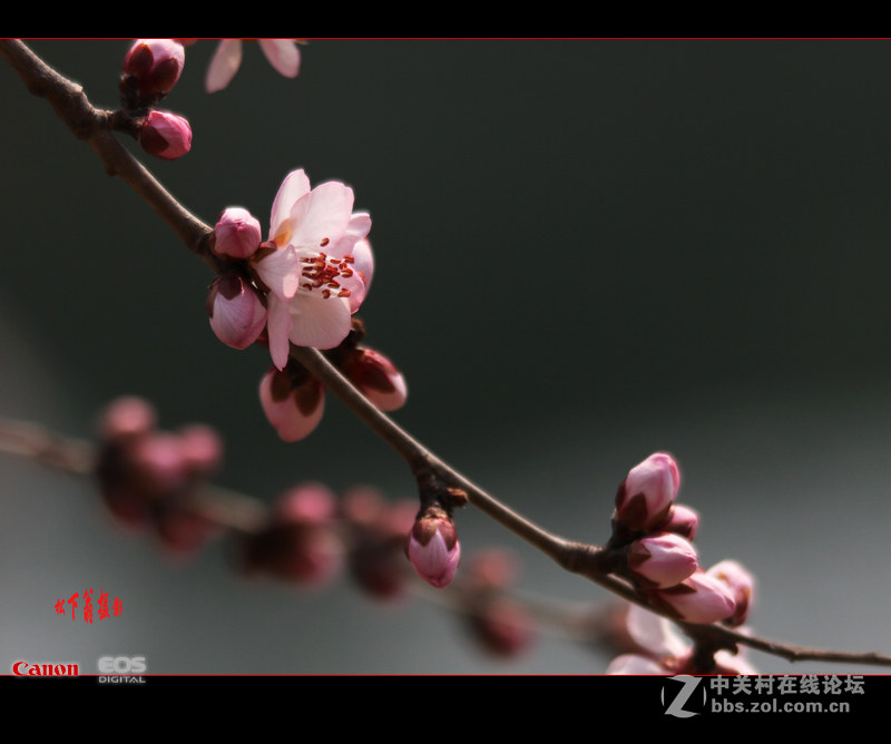 阳春三月春暖花开，来咱们看灯赏花啦！