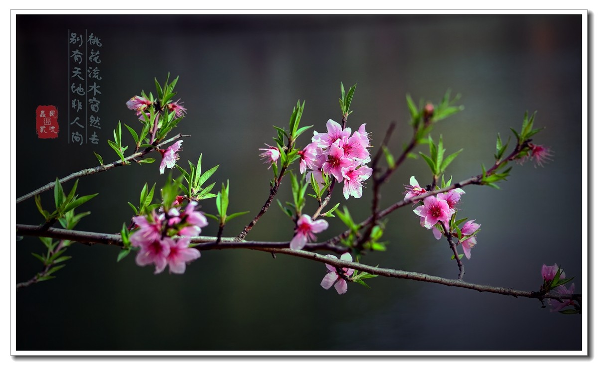#尼康花卉作品赏析#【樱花烂漫绕花枝】 （老阿推荐）