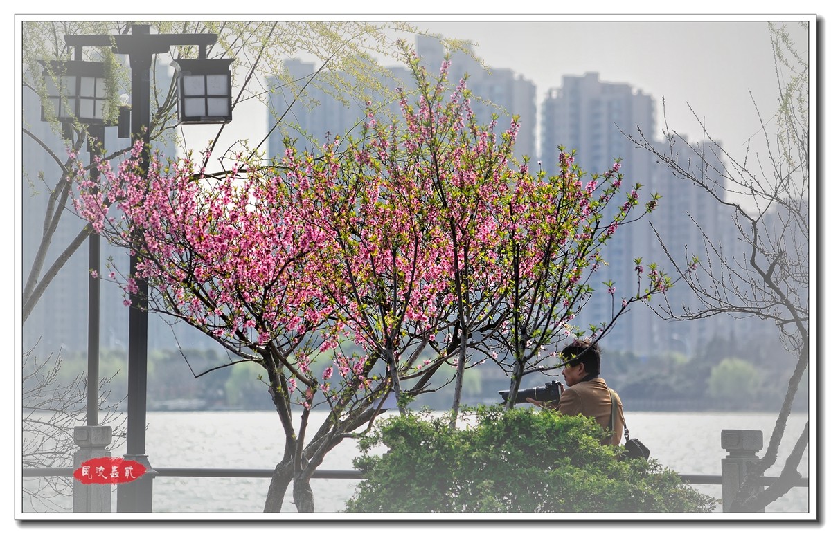 #尼康花卉作品赏析#【樱花烂漫绕花枝】 （老阿推荐）