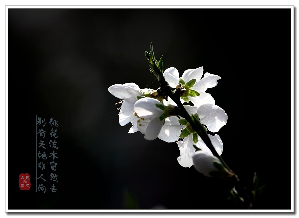 #尼康花卉作品赏析#【樱花烂漫绕花枝】 （老阿推荐）