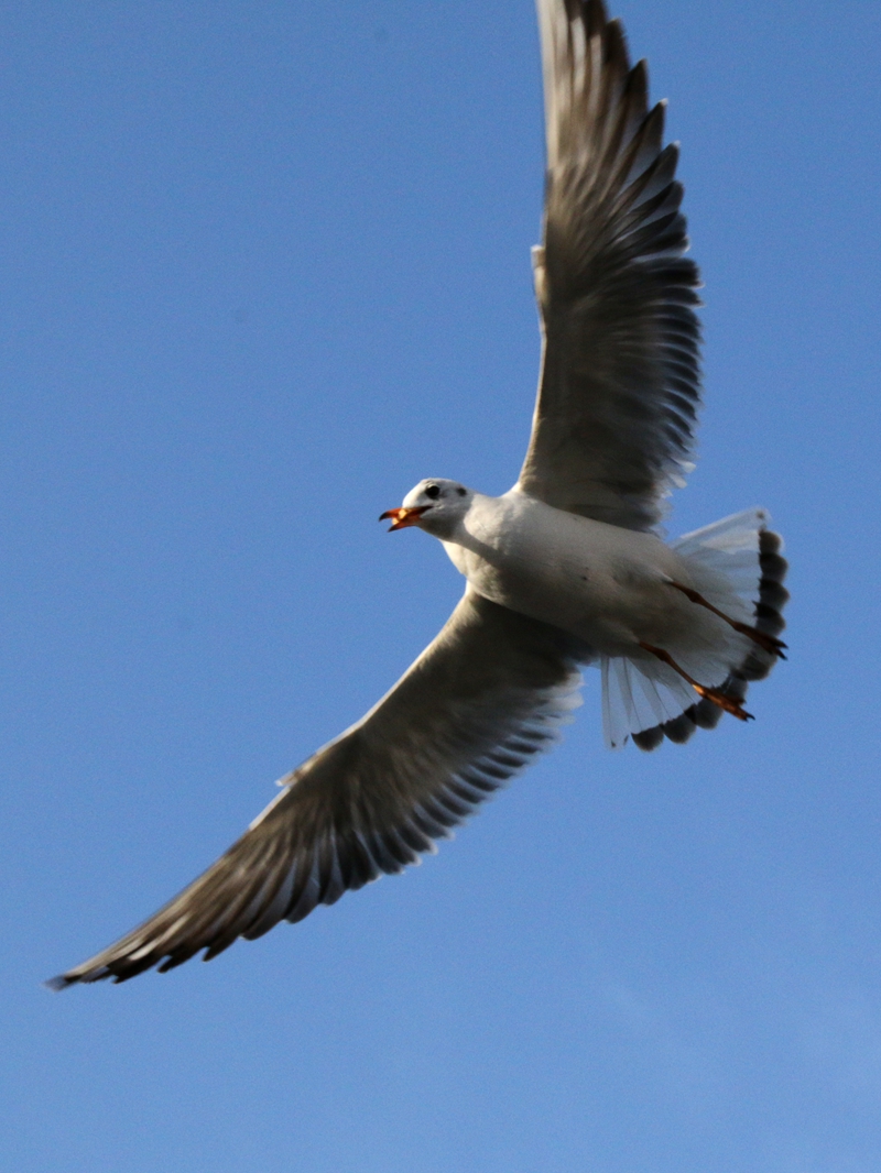 海洋馆随拍海鸥3