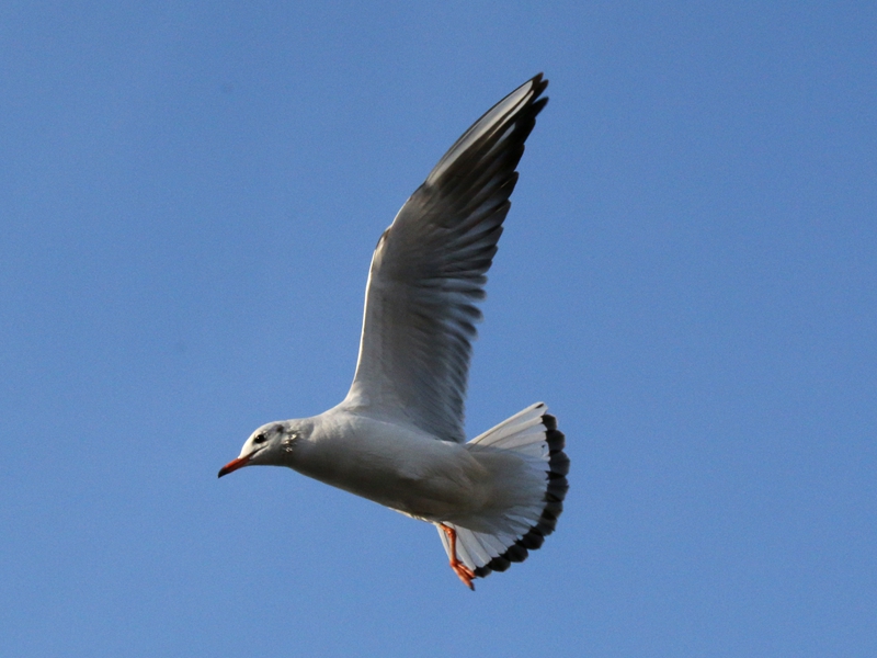 海洋馆随拍海鸥3