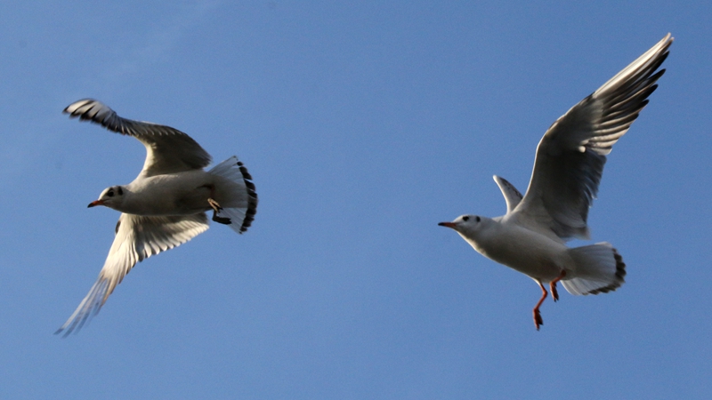 海洋馆随拍海鸥3