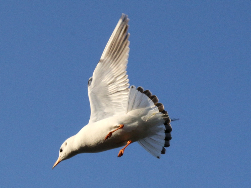 海洋馆随拍海鸥3