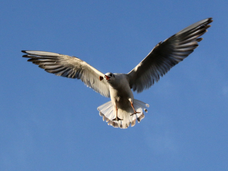 海洋馆随拍海鸥3