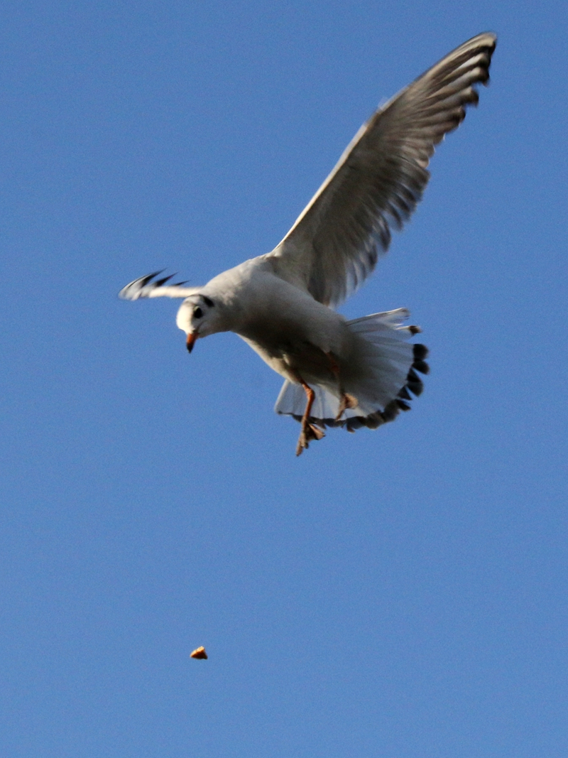 海洋馆随拍海鸥3