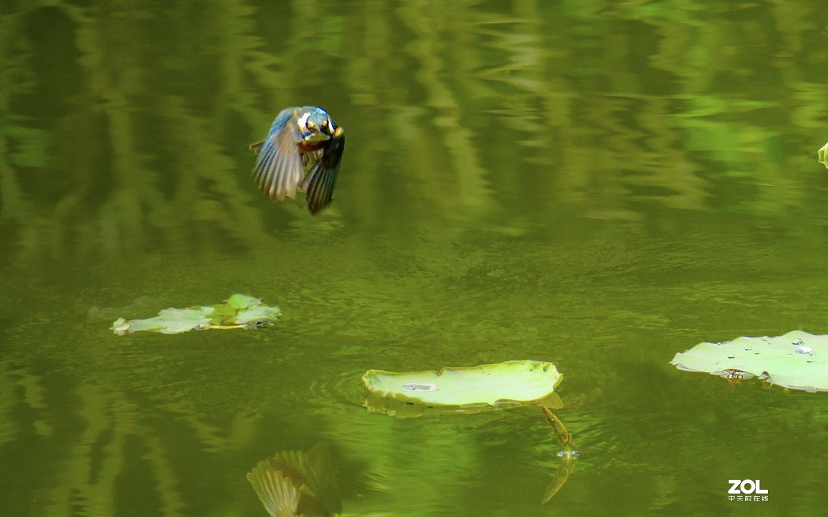 2019年拍鸟【33】--- 连拍小翠急转弯