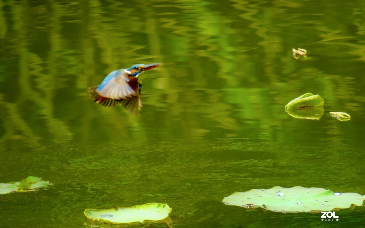 2019年拍鸟【33】--- 连拍小翠急转弯