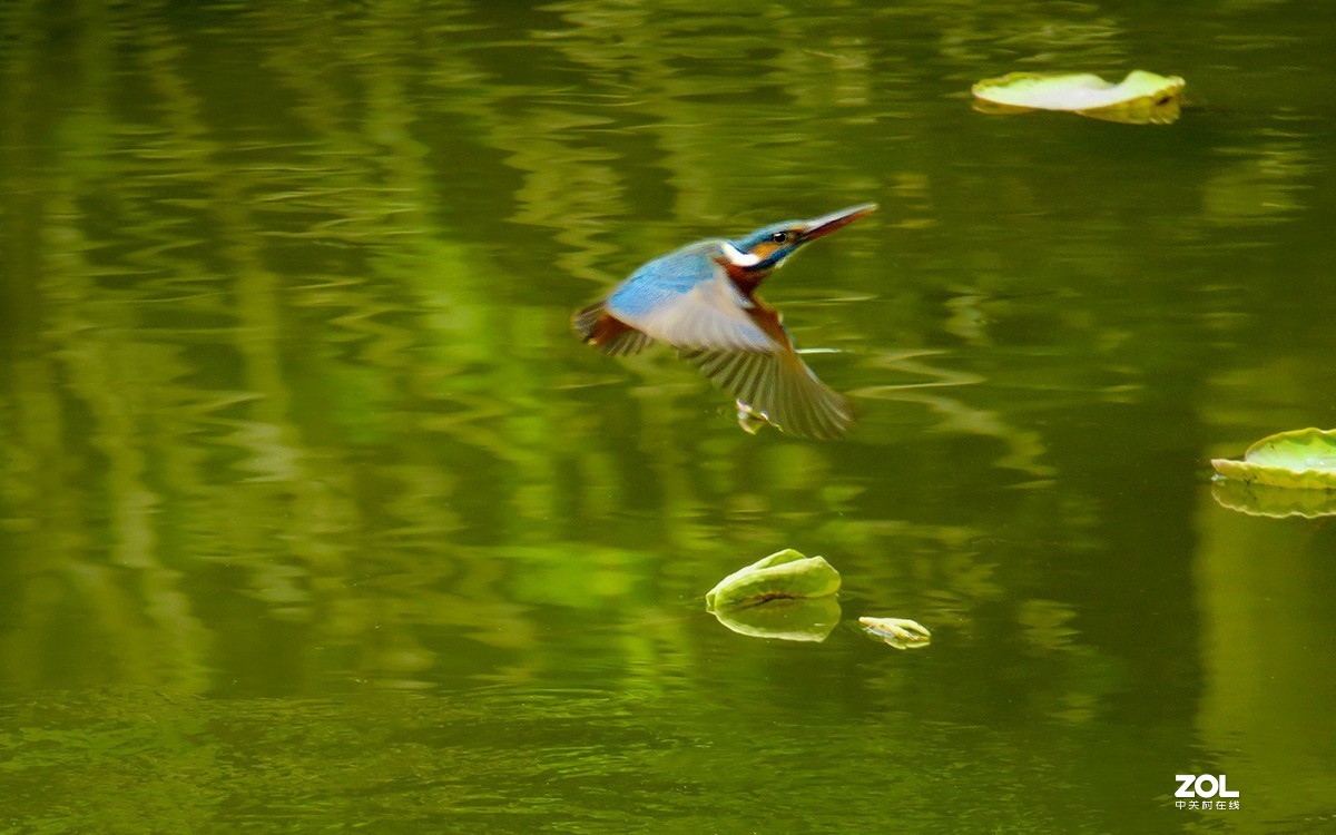 2019年拍鸟【33】--- 连拍小翠急转弯