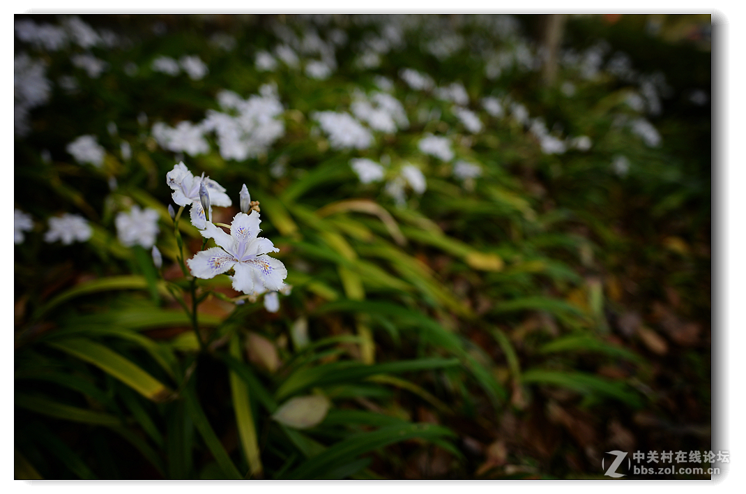 近摄花花草草