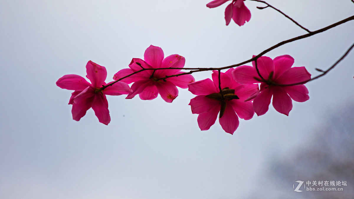 鸟机再拍四川江油的 辛夷花