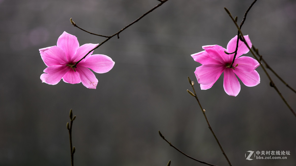 鸟机再拍四川江油的 辛夷花