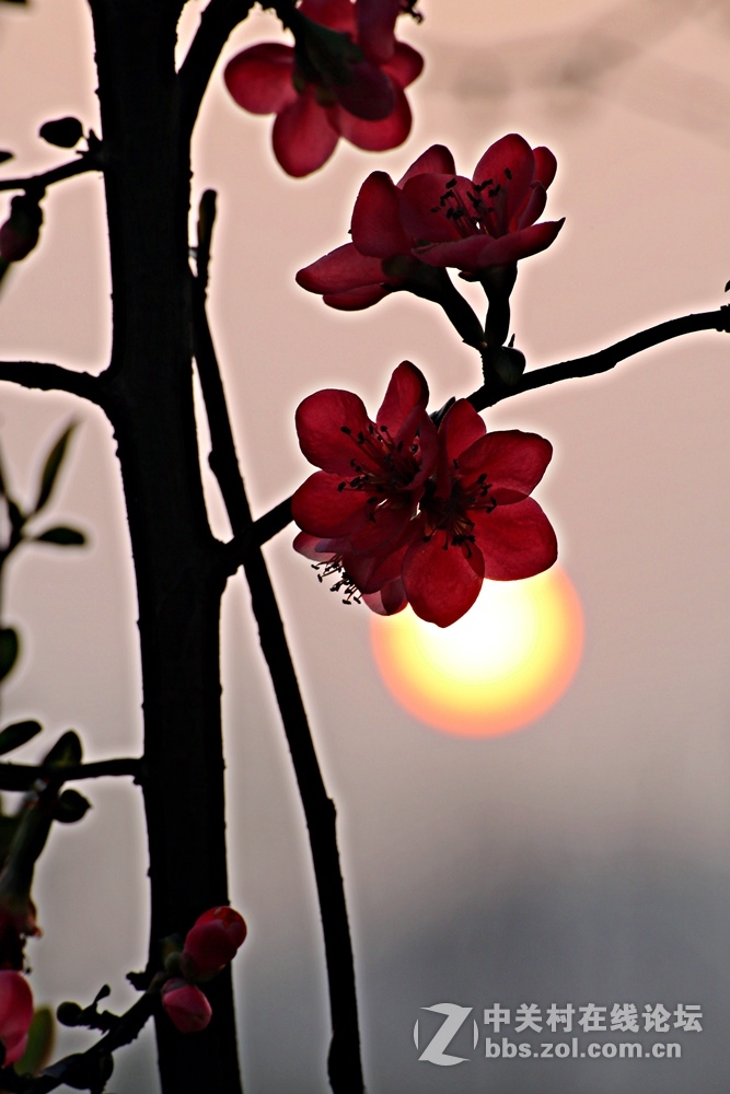 海棠香国海棠花儿香（诗配画）