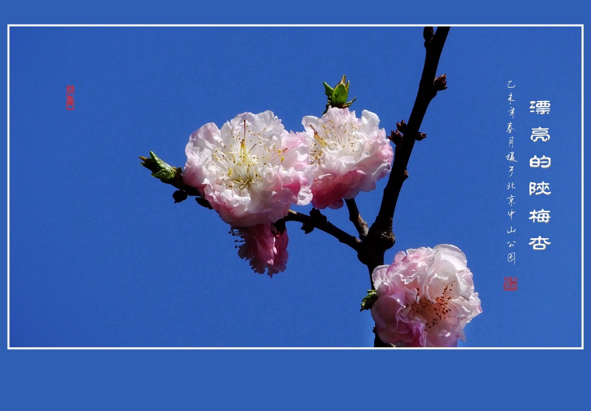 不多见的重瓣杏花陕梅杏