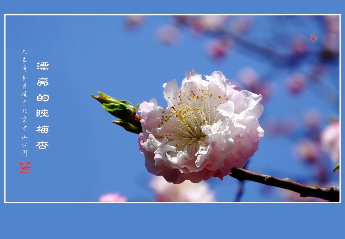 不多见的重瓣杏花陕梅杏