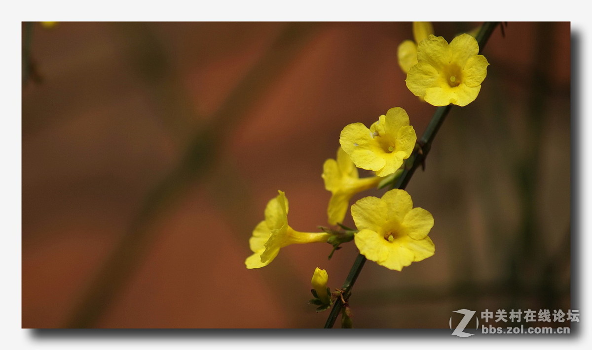 【正月里来迎春花儿开】拜年了、
