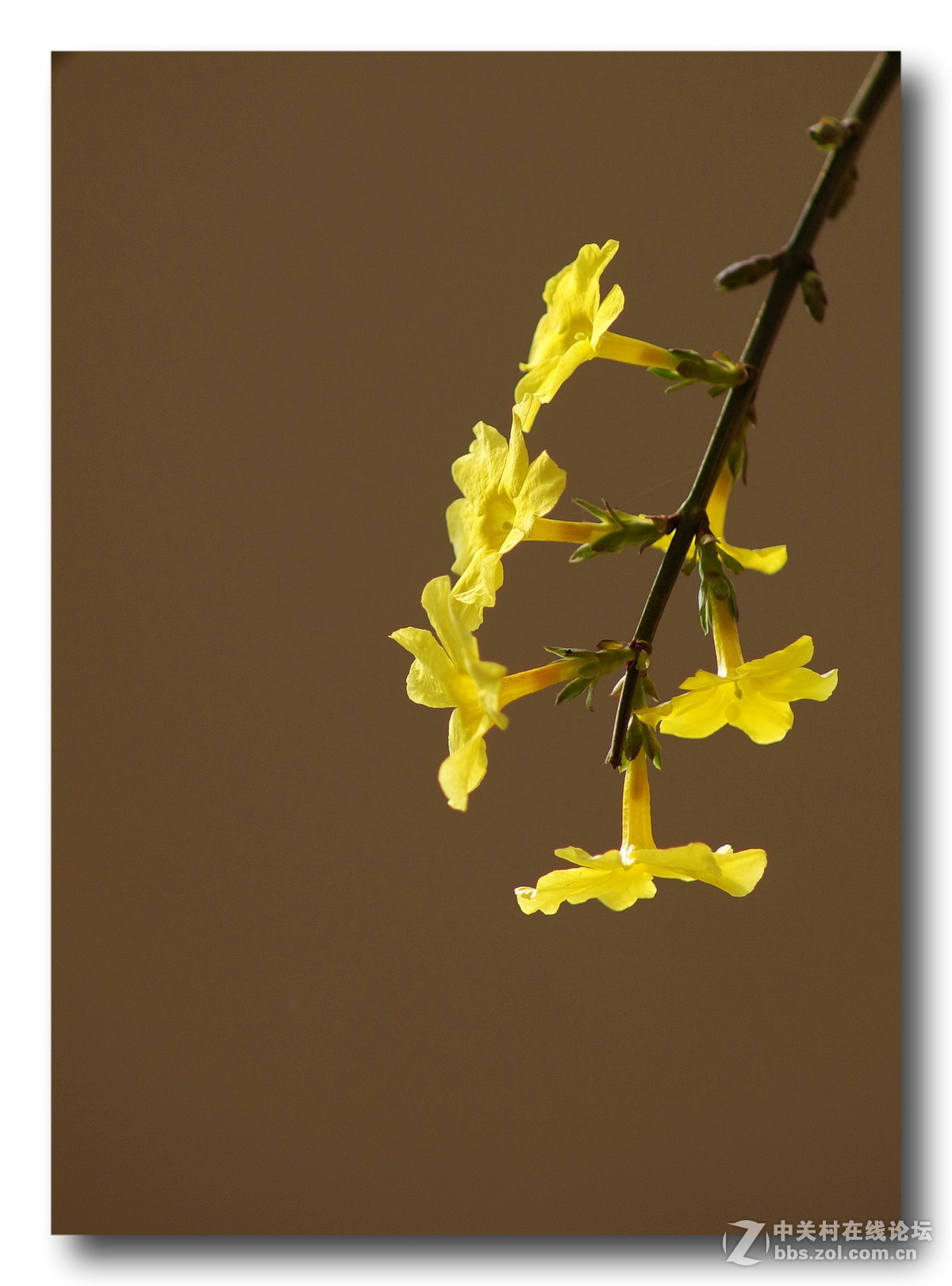 【正月里来迎春花儿开】拜年了、