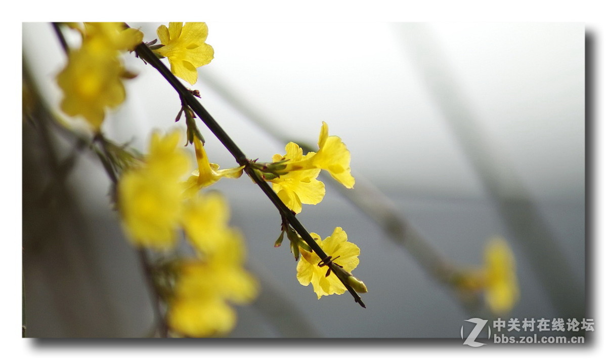 【正月里来迎春花儿开】拜年了、