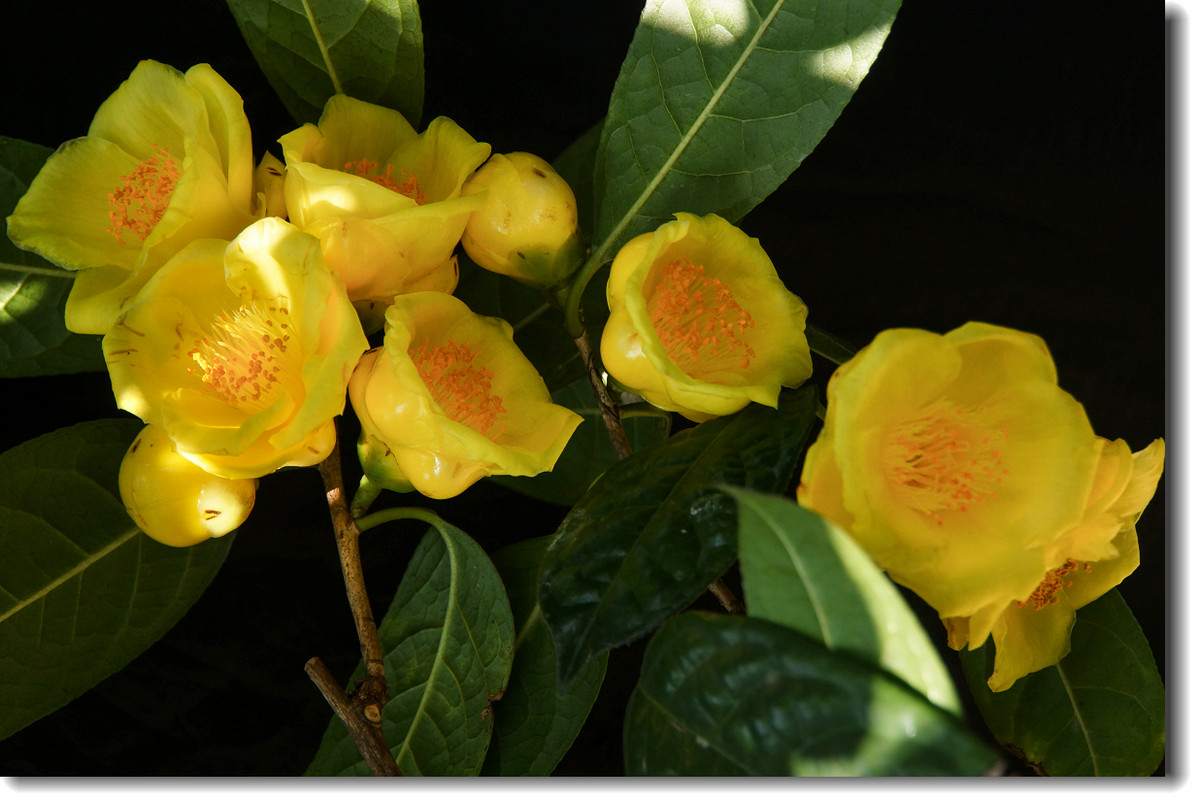 茶族皇后金茶花恭祝大家金玉满堂