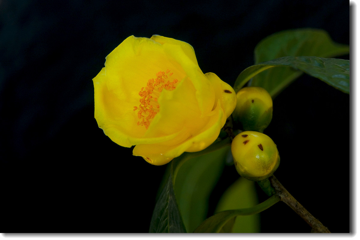 茶族皇后金茶花恭祝大家金玉满堂