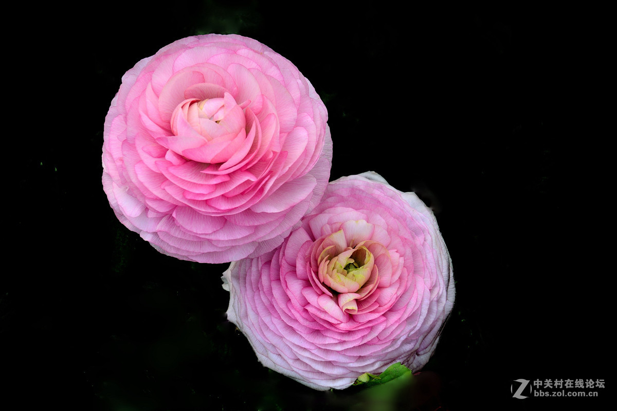 《一组鲜花》——恭贺好友“阿海神通”荣任佳能70D星空(中国)版主！