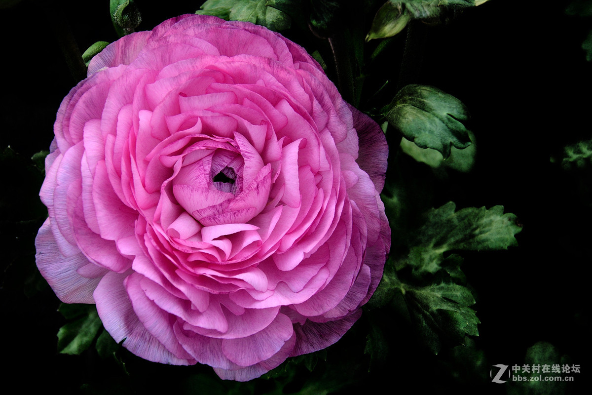 《一组鲜花》——恭贺好友“阿海神通”荣任佳能70D星空(中国)版主！