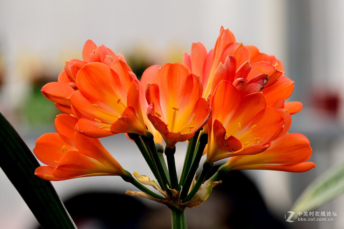 《一组鲜花》——恭贺好友“阿海神通”荣任佳能70D星空(中国)版主！