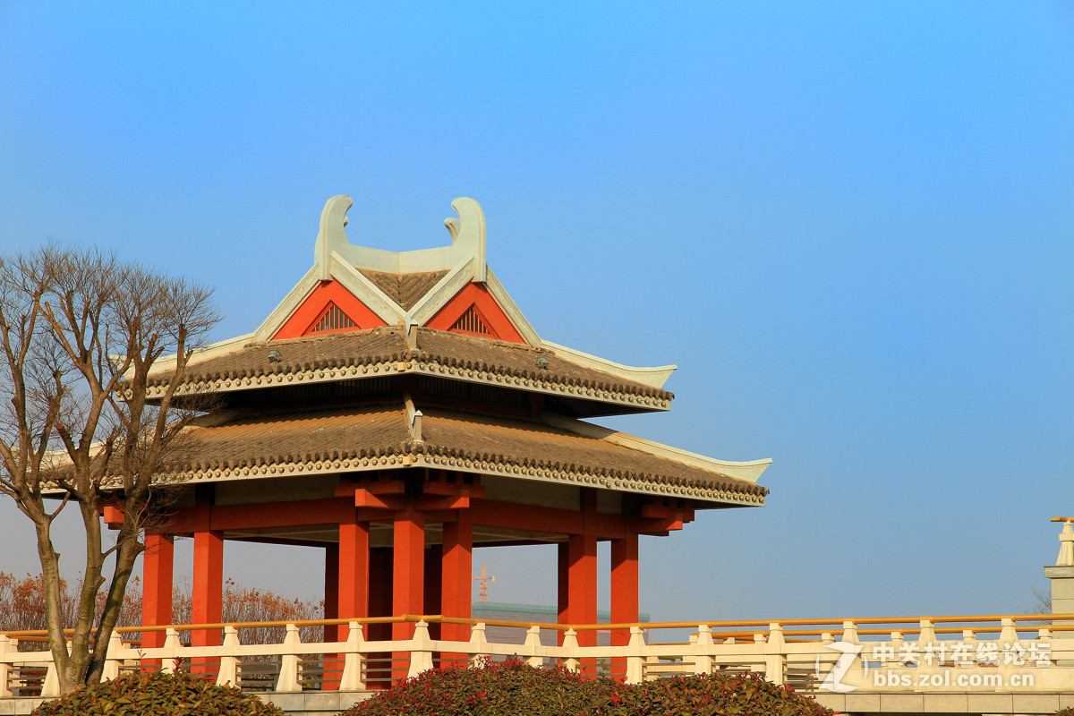 邳州沙溝湖水杉公園風景