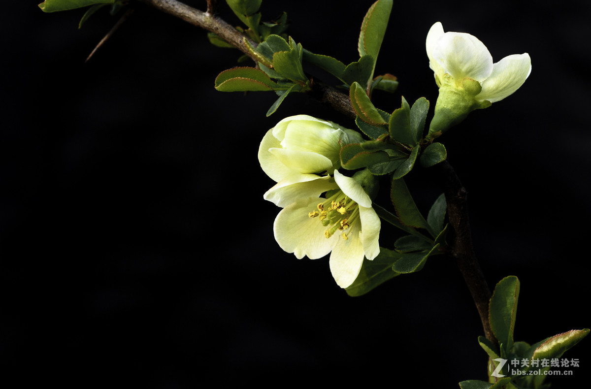 #春之使者---花卉摄影大赛#-----【春天的诱惑】