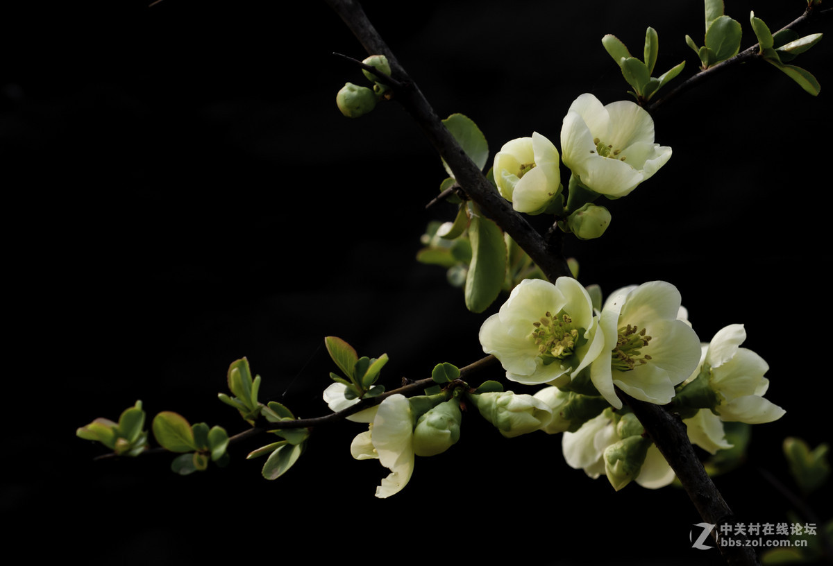 #春之使者---花卉摄影大赛#-----【春天的诱惑】