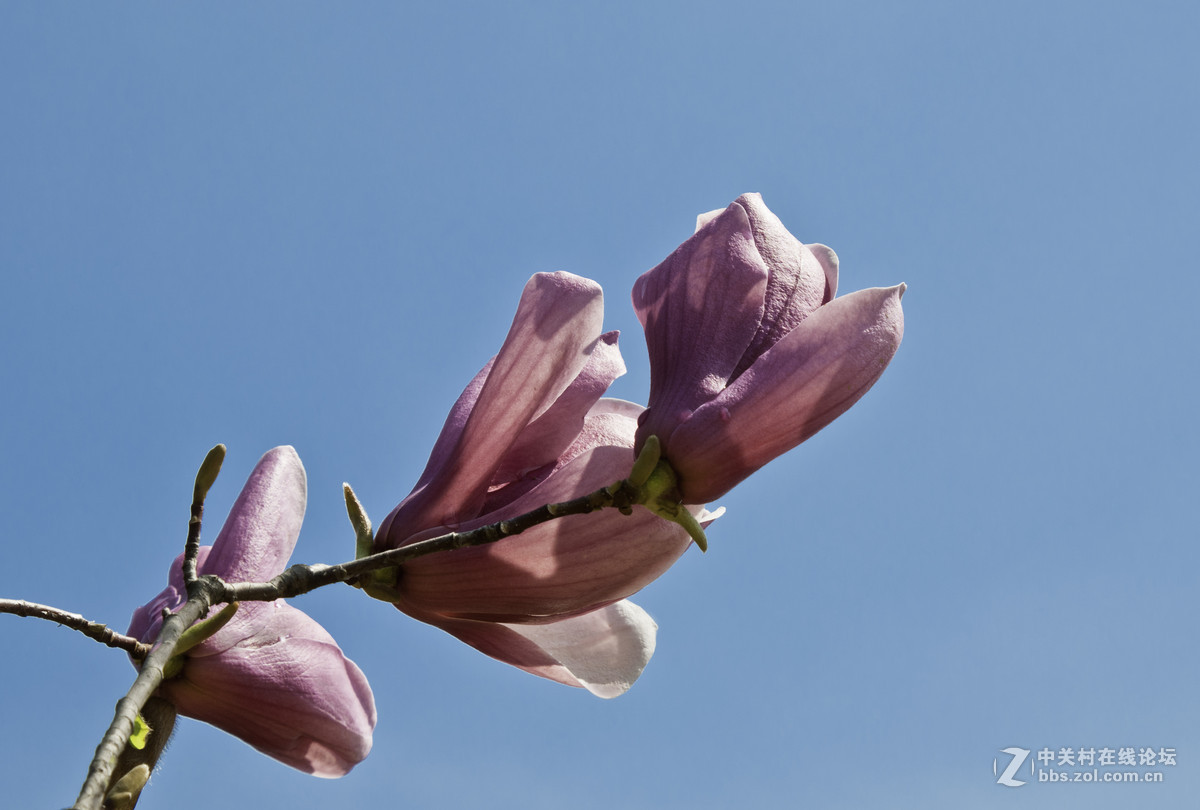 #春之使者---花卉摄影大赛#-----【春天的诱惑】