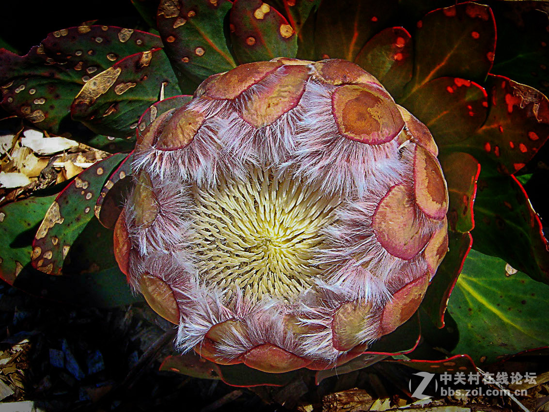 --- 一组花心很锐利 ---