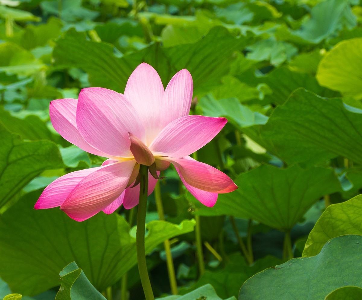 20200625扬州瘦西湖荷花