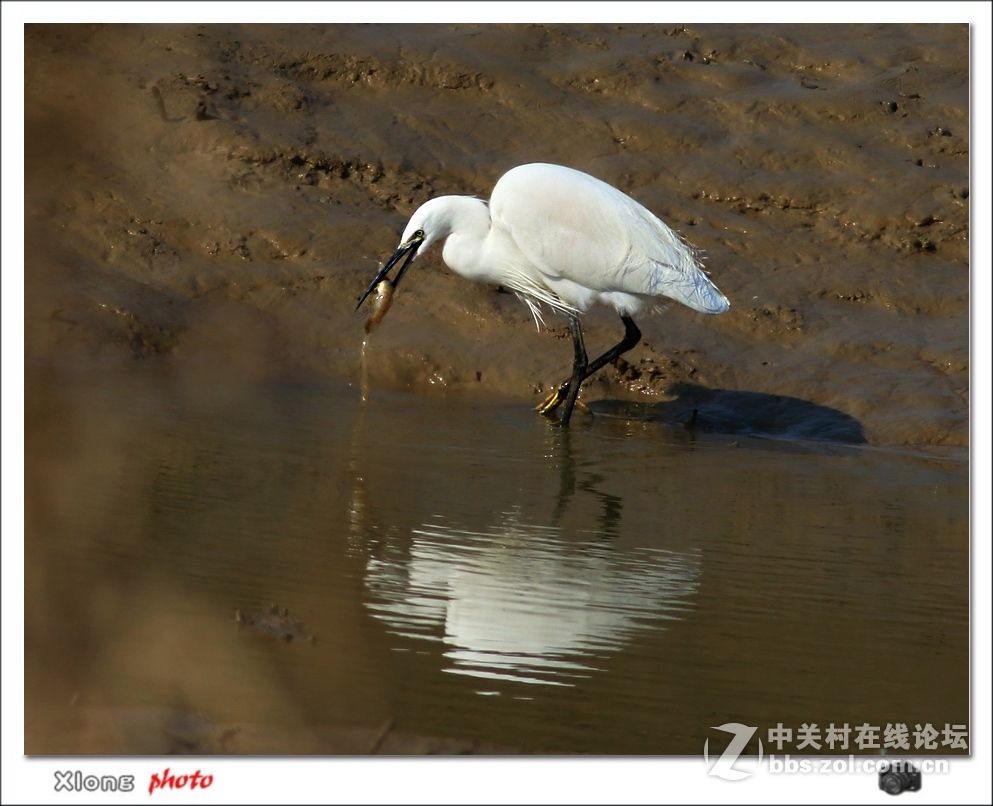 白鹭留鸟滩涂挖鱼